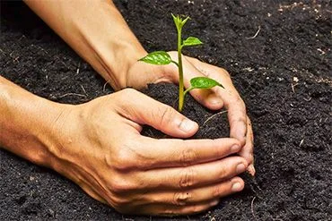 Planting & Garden Care - 壹号娱乐APP