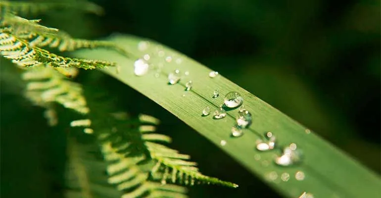 Watering Your Garden - 壹号娱乐APP